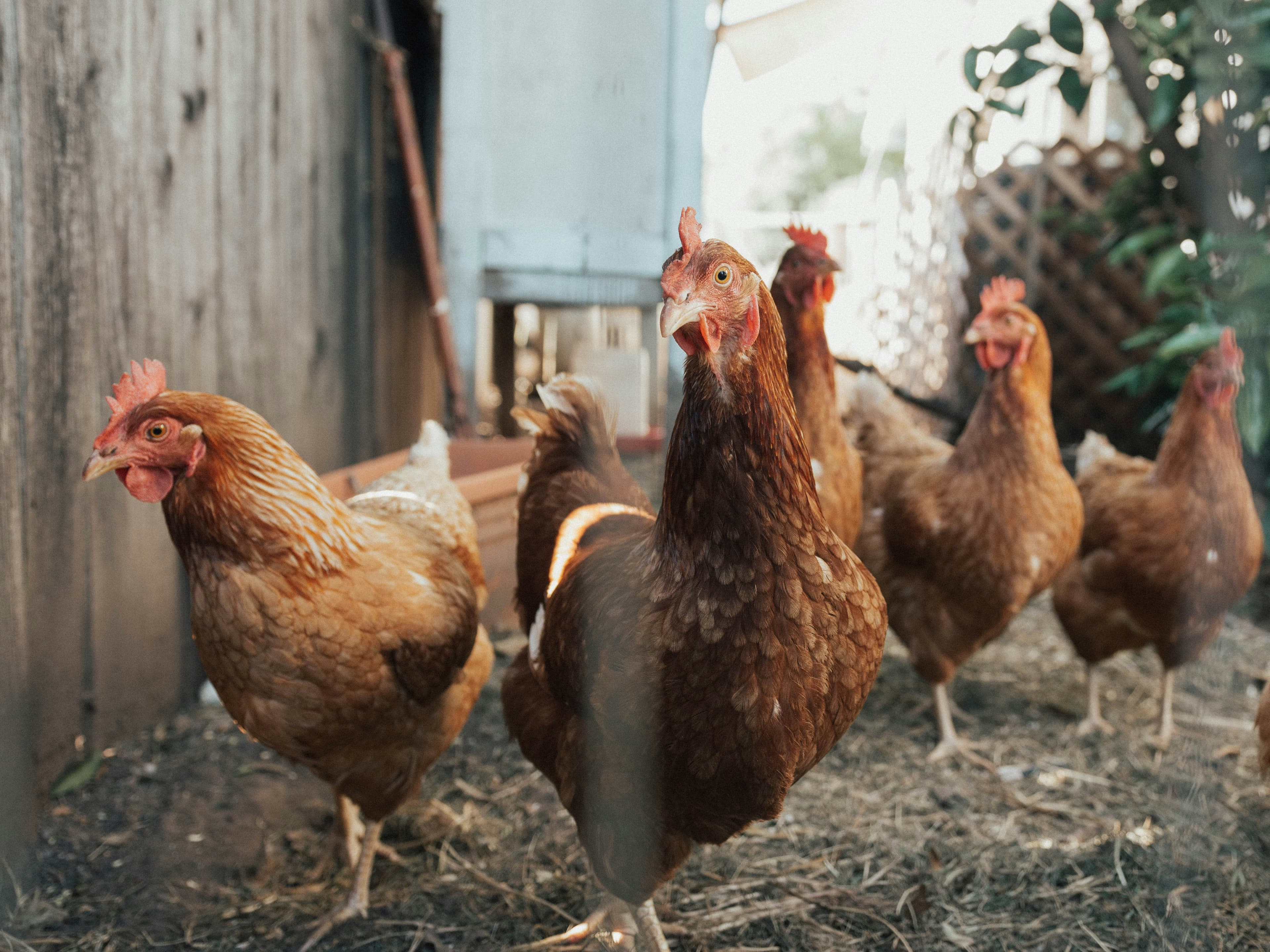 Poultry