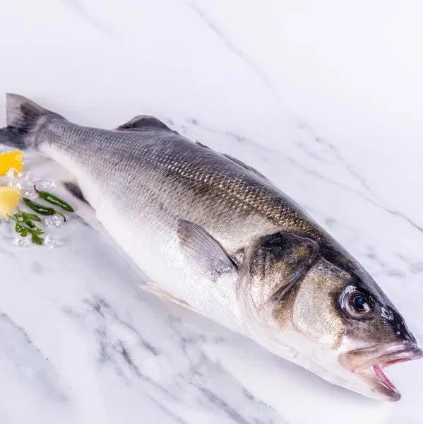 Sea Bass