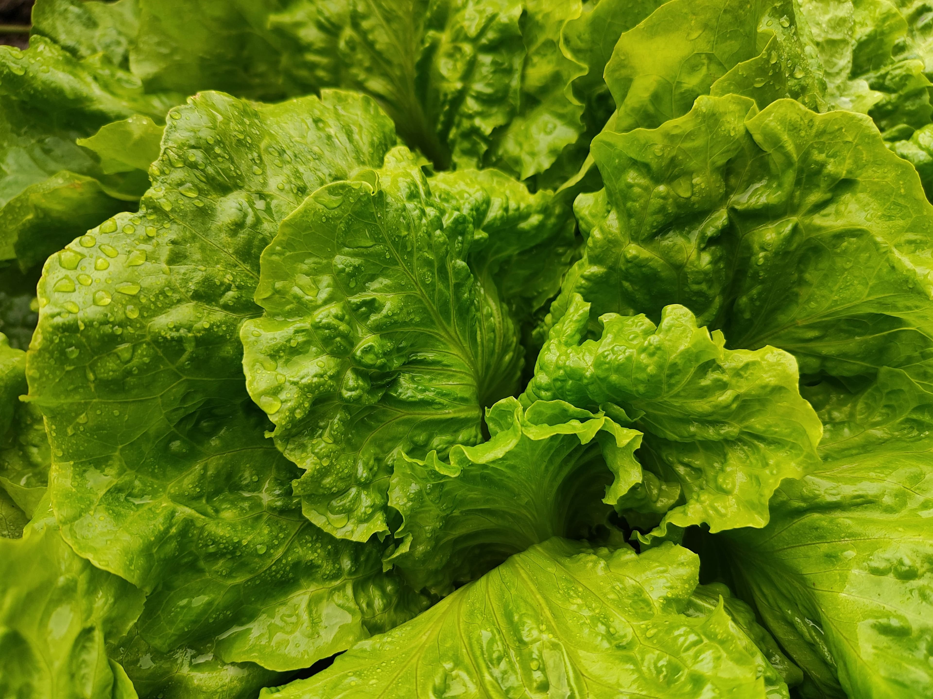 Spinach & Lettuce